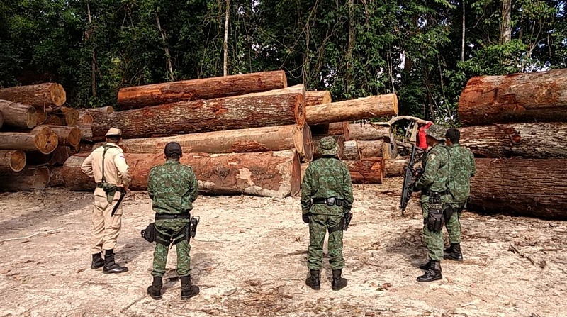 Toras de madeira nobre foram avaliadas em R$ 76,9 mil reais, segundo o Ipaam Foto: Ipaam/Divulgação)