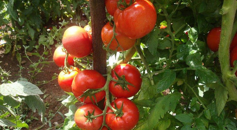 Embrapa vai testar cultivo de nova espécie de tomate rico em vitamina A (Foto: Leandro Lobo/Embrapa)