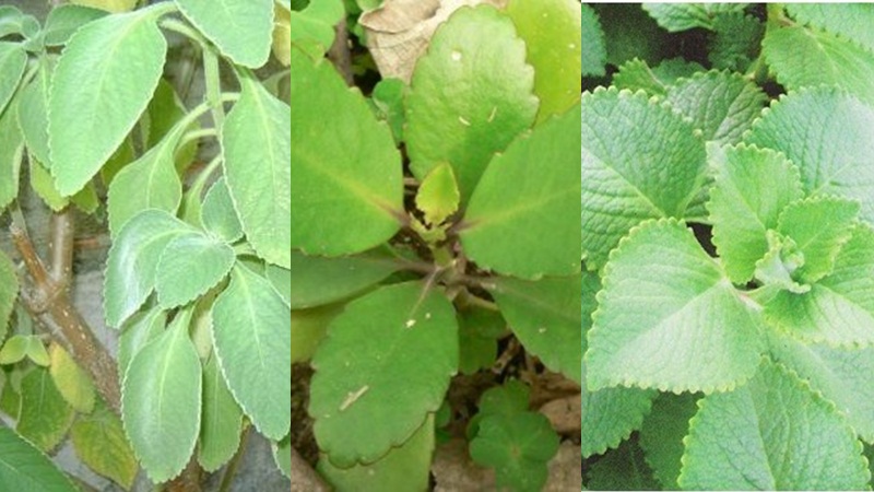 Boldo, corama e malvariço são três das cinco espécies de plantas medicinais produzidas no Viveiro Municipal (Foto: Semmas/Divulgação)