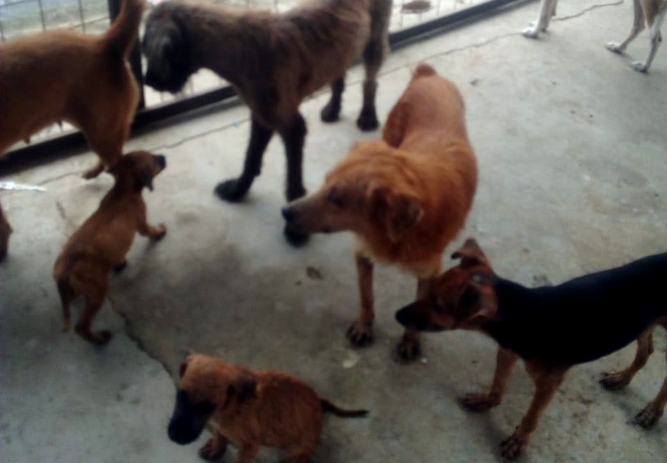 Cães resgatados da situação de abandono precisam de tratamento veterinário e esperam adoção (Foto: Divulgação)