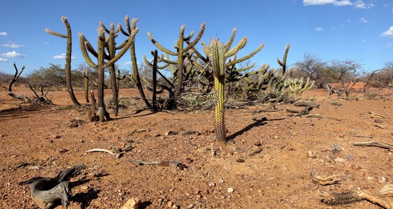 Aumento da temperatura em regiões áridas como o Nordeste tende a aumentar a desertificação (Foto: pensamentoverde.com.br)