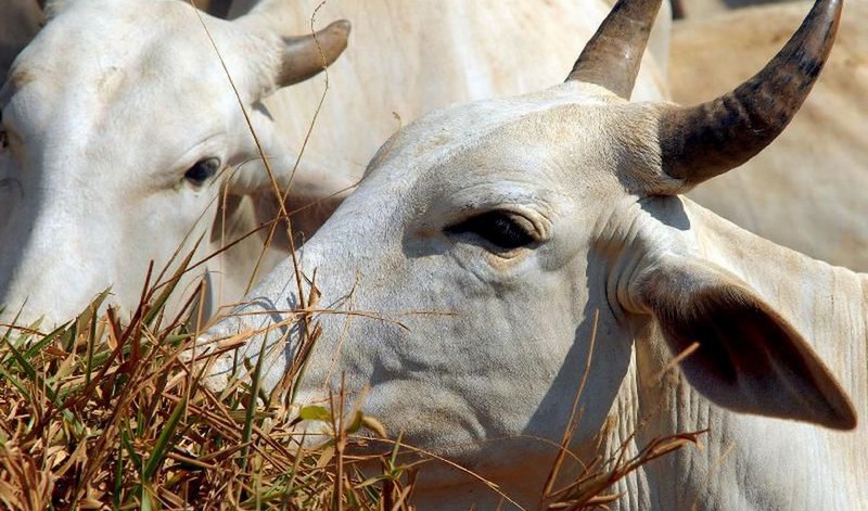 Abate de bovinos teve alta de 4% no segundo trimestre desse ano (Foto: ABr/Agência Brasil)