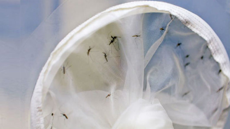 Aedes aegypti