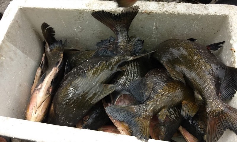 Peixes das espécies de tambaqui e pacu estavam em uma balsa de madeira nas proximidades da Feira da Panair (Foto: Divulgação)