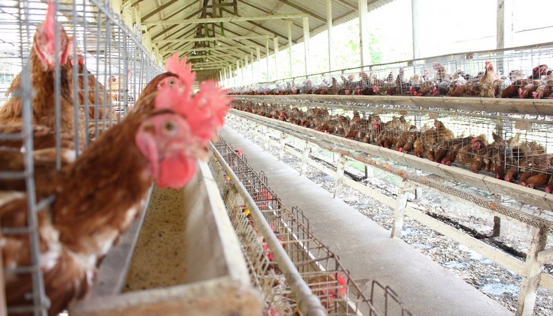 Com novos criadouros, avicultores estimam ampliar produção de ovos no Estado este ano (Foto: Divulgação)