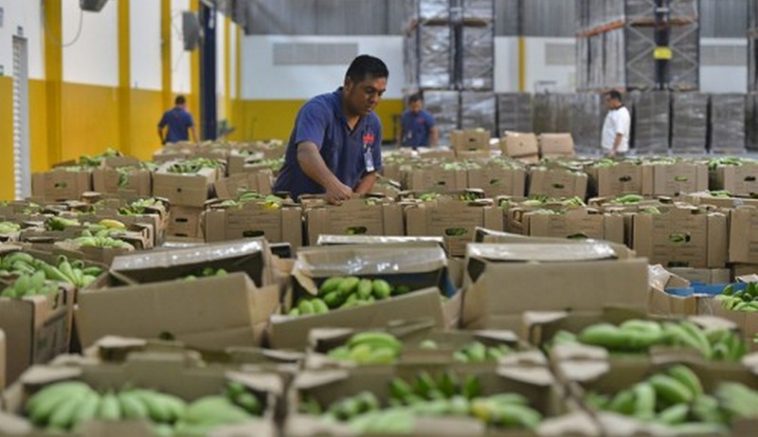 Bananas adquiridas para a merenda escolar. Produtores têm até quinta para se cadastrar (Foto: ADS/Divulgação)