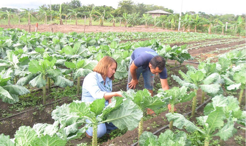 Concurso é para 227 vagas nos níveis Fundamental, Médio e Superior (Foto: Idam/Divulgação)