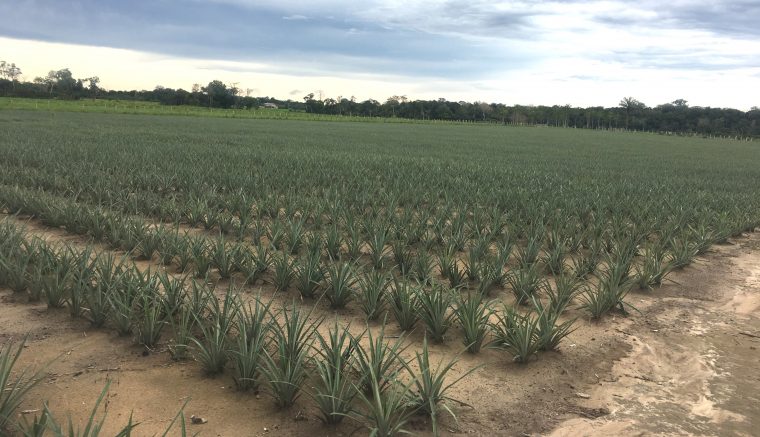Lavoura de abacaxi em Itacoatira, maior produtor do Estado (Foto: Idam/Divulgação)