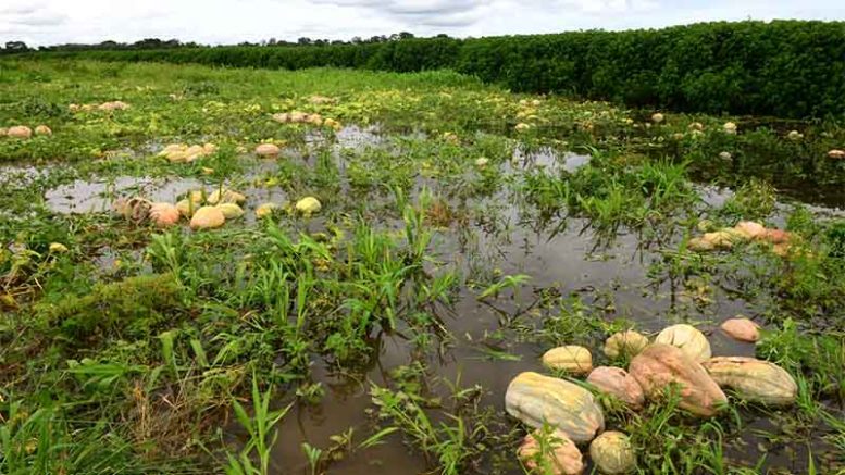 Cheia atinge plantação de jerimum no Amazonas (Foto: Claudio Heitor/Secom)