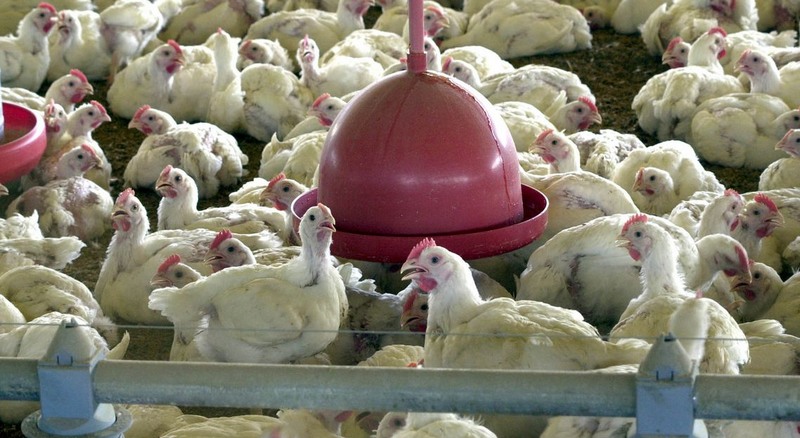 JBF recolheu frango já nas prateleiras de supermercados (Foto: ABr/Acervo)