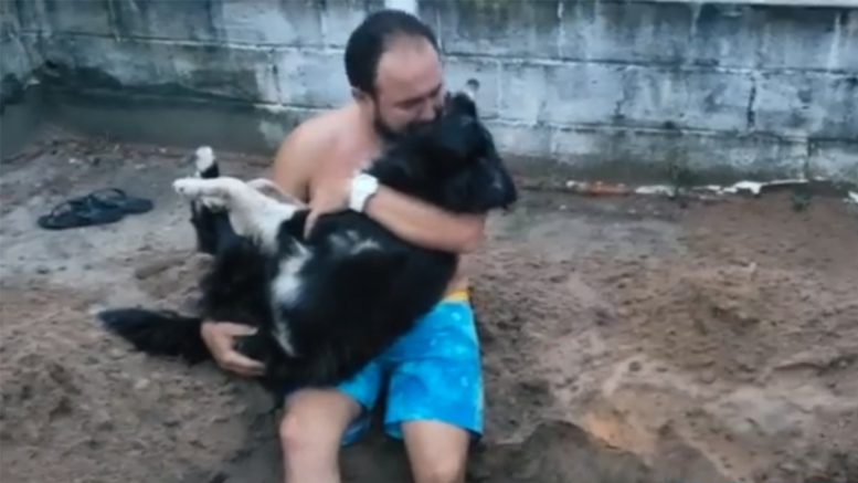 cão morre atropelado