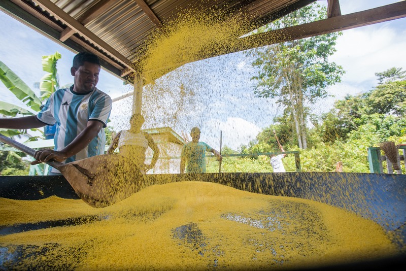 Produtores aprimoram fabricação de farinha (Foto: Léo Lopes/Instituto Mamirauá)