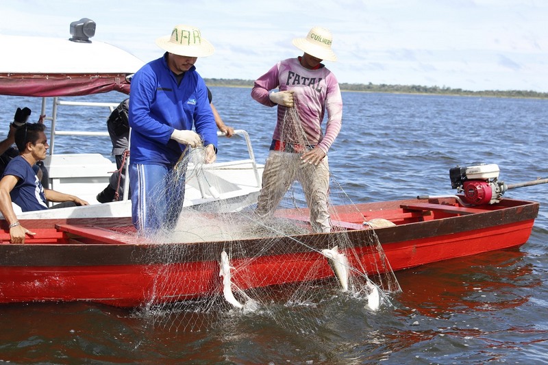 Captura do mapará ocorre em lago próximo a Manaus (Foto: Emerson Martins/Secom