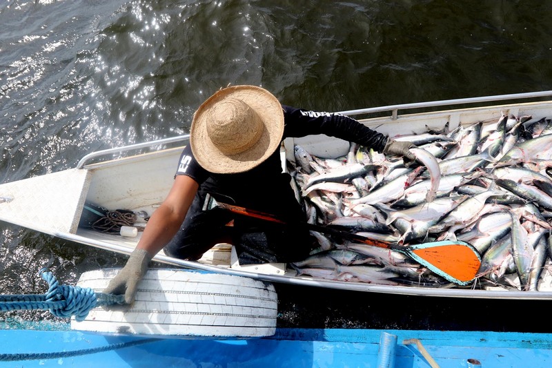 Pesca do mapará é controlada no Amazonas (Foto: Ricardo Oliveira)