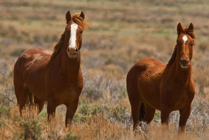 O enigma dos cavalos mutilados na França rural, Internacional