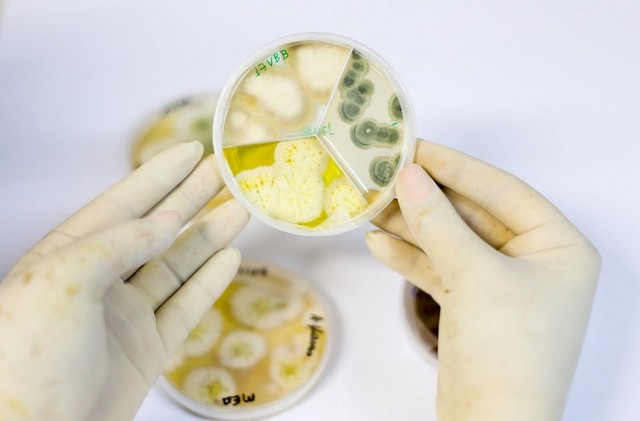 Uso indiscriminado de antibióticos deixam bactérias e fungos mais resistentes (Foto: Érico Xavier/Fiocruz)
