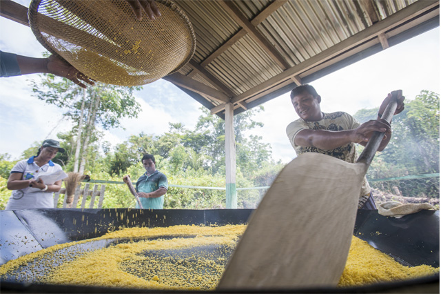 Produção de farinha é um dos negócios sustentáveis no Amazonas (Foto: Sepror/Divulgação)