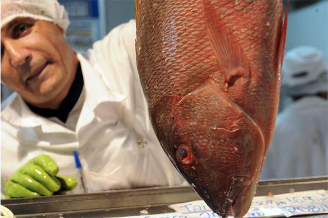 Governo pretende exportar pescado (Foto: Elza Fiúza/ABr)