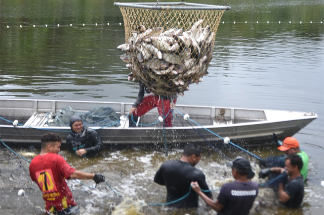 Criadores começaram a recolher pescado dos viveiros para venda ao consumidor (Foto: Roberto Carlos Mendes/Secom)