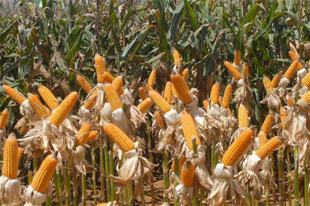 Safra de milho é a segunda maior do produto no país (Foto: Elza Fiúza/ABr)