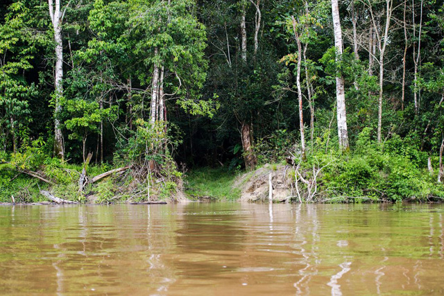 Musa é santuário para conhecer a flora amazônica no Dia da Árvore