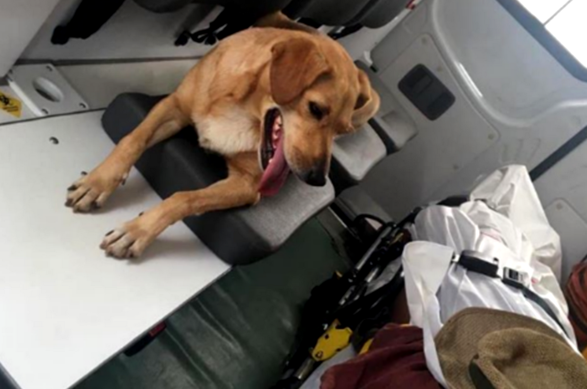 A equipe permitiu a permanência do animal na ambulância devido à necessidade de remoção do paciente (Foto: Corpo de Bombeiros/Divulgação)