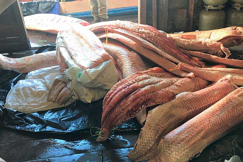 Duas toneladas e meia de pirarucu foram retiradas ilegalmente da região de Amaturá (Foto: Polícia Federal/Divulgação)