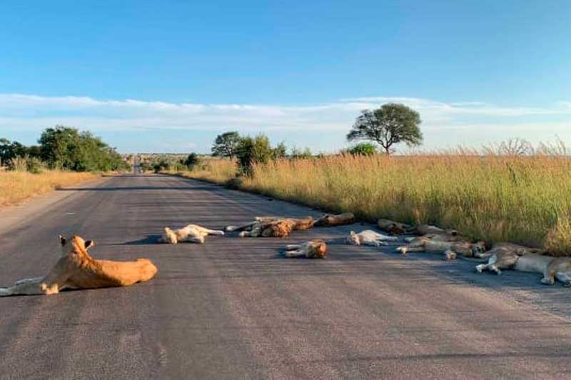 Guarda florestal Richard Sowry conseguiu tirar fotos tranquilamente dos animais descansando no meio da rodovia (Foto: Richard Sowry/Kruger National Park)