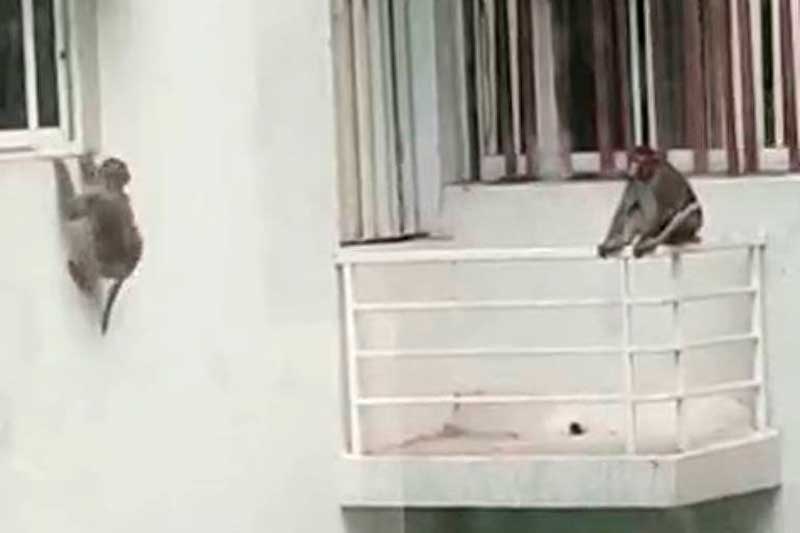 Imagens de macacos subindo em muros e nadando em piscina foram compartilhadas na internet (Foto: Instagram/Reprodução)