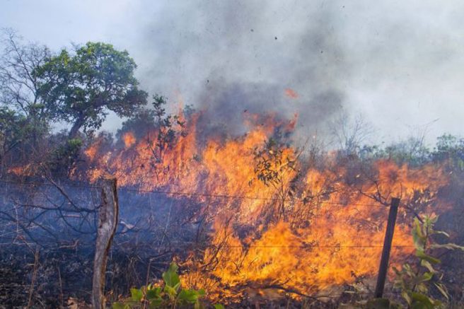 Queimadas se alastram no Pantanal e focos de incêndio aumentaram 158%