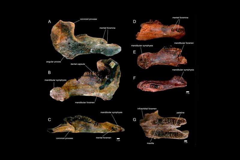 O fóssil foi encontrado no final dos anos 1980 por garimpeiros nas margens do rio, mas a descoberta da espécie foi feita só agora (Foto: Journal Of Vertebrate Paleontology/ Reprodução)