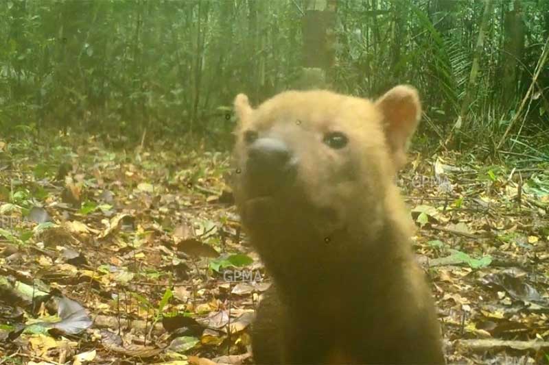 Cachorro-vinagre está ameaçado de extinção Foto Dayse Ferreira-Inpa