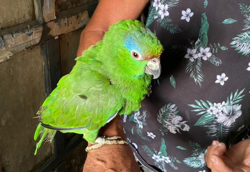 » Leia matérias sobre cativeiro no site AMAZONAS ATUAL