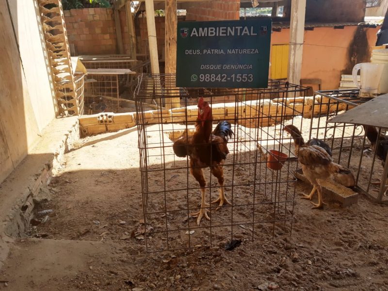 Rinha de galo