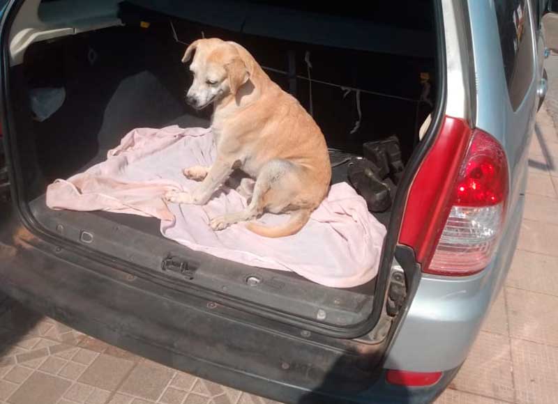 Cão Sorriso sofreu maus tratos em Silves - Foto PC-AM Divulgação