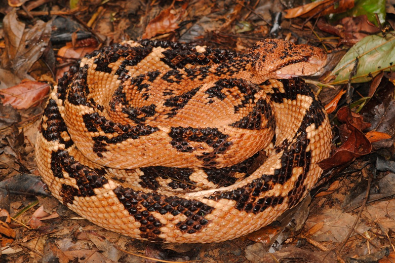 Surucucu - características, ecologia - Cobras - InfoEscola