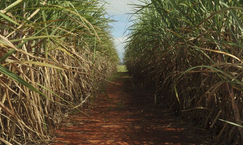 Derivados da cana-de-açúcar lideram entre os produtos agrícolas exportados por São Paulo (Foto: Elza Fiúza /Agência Brasil)