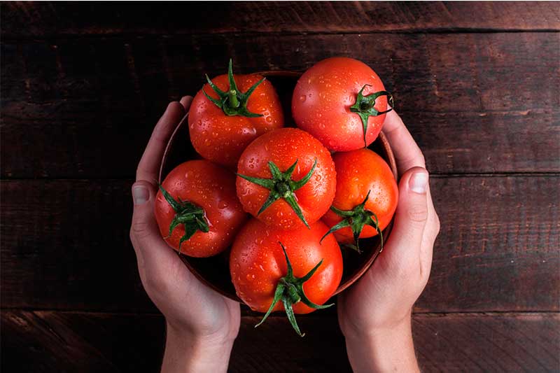 Pragas ameaçam produção de tomate (Foto: Sindiveg/Divulgação)