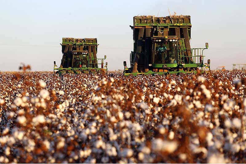 Lavoura de algodão: subsídio na exportação (Foto: Marcos Oliveira/Agência Senado)