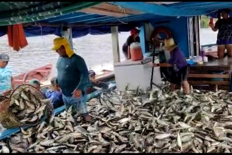 Cardume de jaraqui lota barco de pesca em Tefé: fartura (Foto: Reprodução)