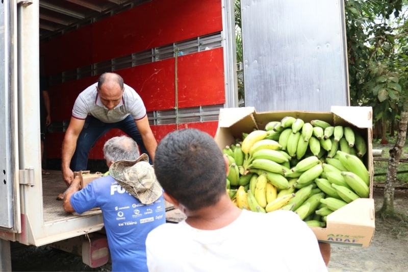 Governo compra 10 toneladas de banana provenientes da agricultura indígena (Foto: Divulgação/ADS)