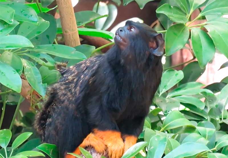 Macaco sauim-de-mãos-douradas muda som de grito, revela estudo (Foto: YouTube/Reprodução)