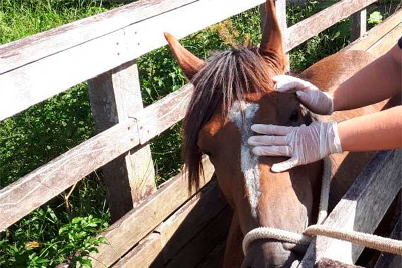 Cavalo apresentou sintomas de doença contágios (Foto: Adaf/Divulgação)