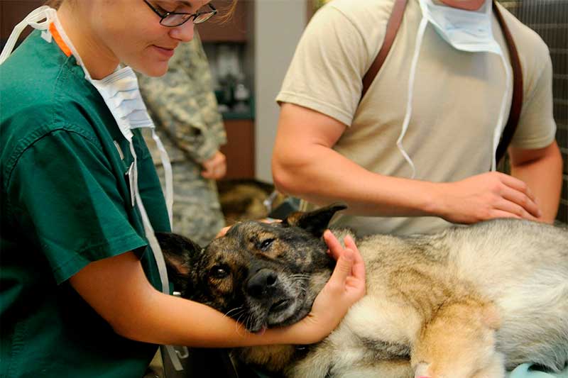 Cão recebe atendimento veterinário: em domicílio, procedimentos são limitados (Foto: CRMV-AM/Divulgação)