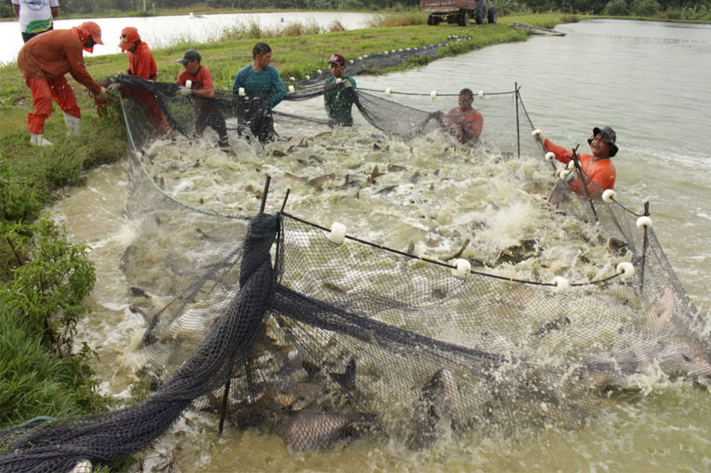 pesca no amazonas