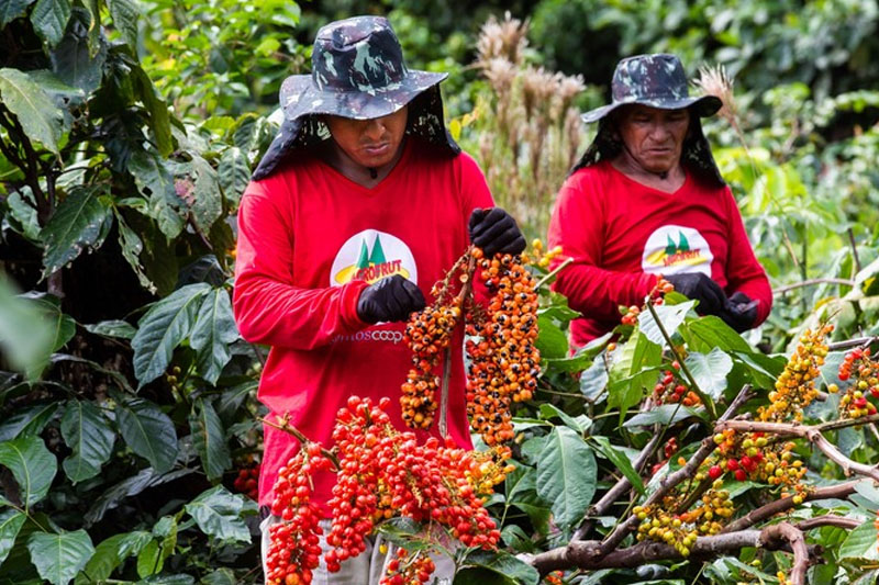 agricultura no amazonas