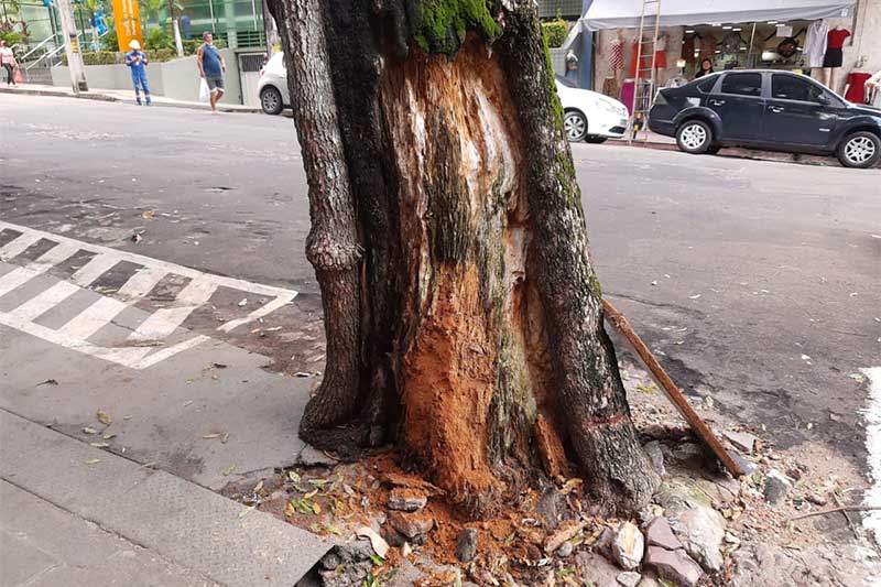Tronco está podre e compromete sustentação da árvore (Foto: Semmas/Divulgação)