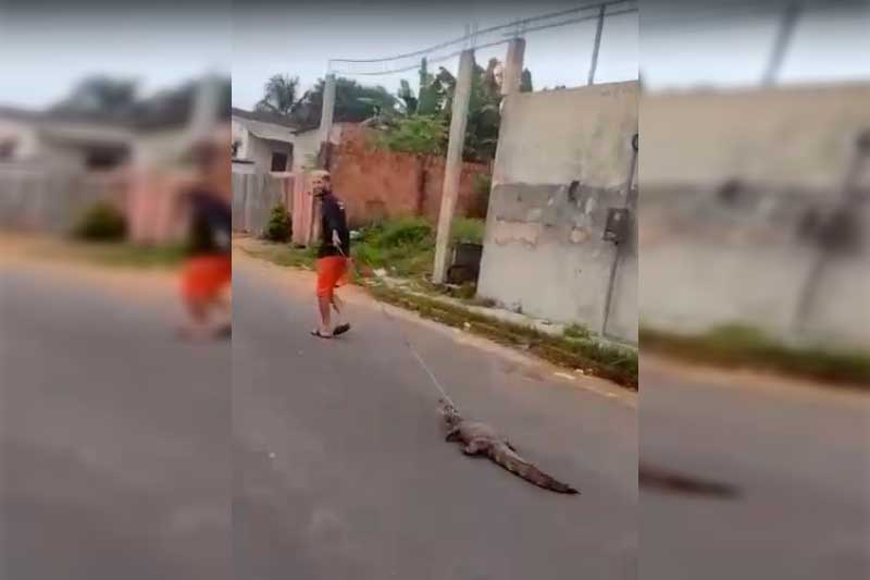 Jacaré é arrastado por rua em Manaus (Foto: Redes sociais/Reprodução)