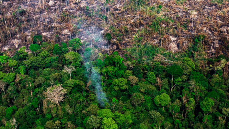 Amazônia bioma amazônico