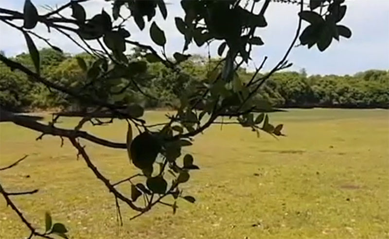 Fazendas em Nhecolândia no Pantanal foram usadas na gravação (Foto: Canal do Boi/YouTube/Reprodução)